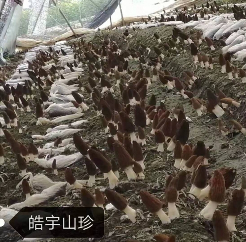 &#20247;&#24425;&#23448;&#32593;&#45;&#40;&#20013;&#22269;&#41;&#32929;&#20221;&#26377;&#38480;&#20844;&#21496;